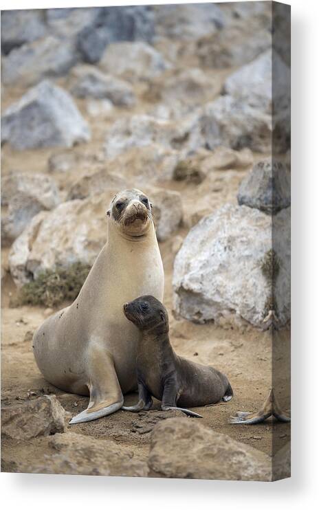 Tui De Roy Canvas Print featuring the photograph Galapagos Sea Lion And Pup Champion by Tui De Roy