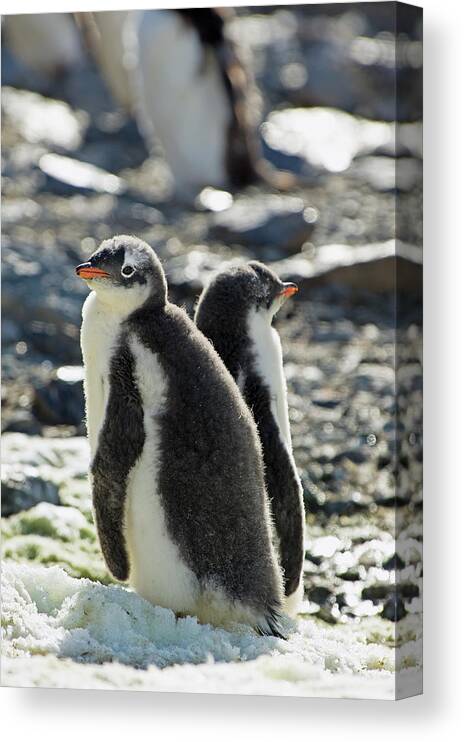 Alertness Canvas Print featuring the photograph Gentoo Penguins Pygoscelis Papua #1 by Jim Julien / Design Pics