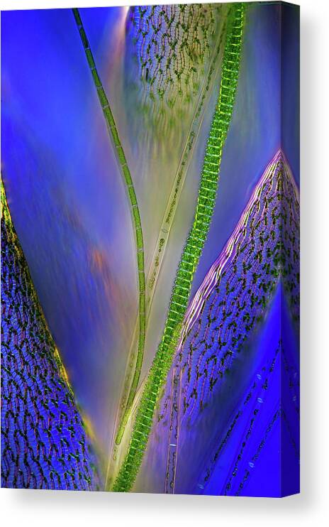 Alga Canvas Print featuring the photograph Green Algae And Sphagnum Moss #1 by Marek Mis/science Photo Library