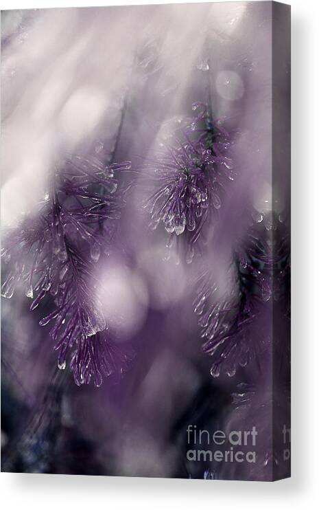 Pine Needles Canvas Print featuring the photograph I Still Search For You by Michael Eingle