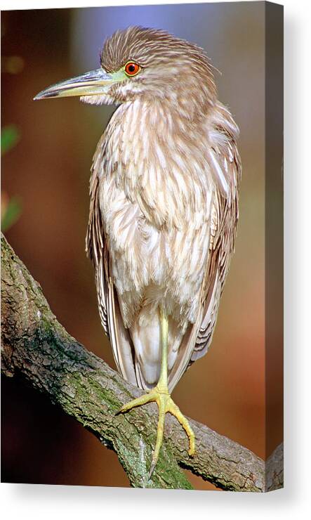 Animal Canvas Print featuring the photograph Immature Black-crowned Night-heron #1 by Millard H. Sharp