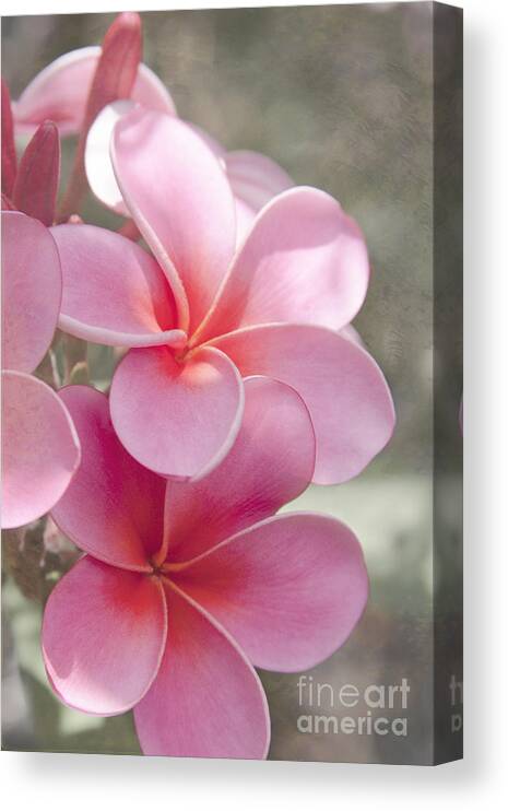 Aloha Canvas Print featuring the photograph In the Path of a Dream by Sharon Mau