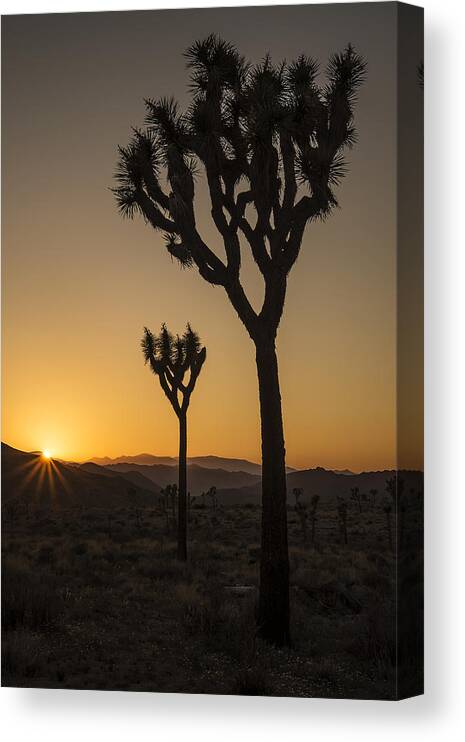 Photography Canvas Print featuring the photograph Joshua Tree Sunset #1 by Lee Kirchhevel