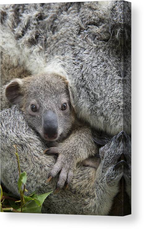 Feb0514 Canvas Print featuring the photograph Koala Joey In Mothers Arms Australia #1 by Suzi Eszterhas