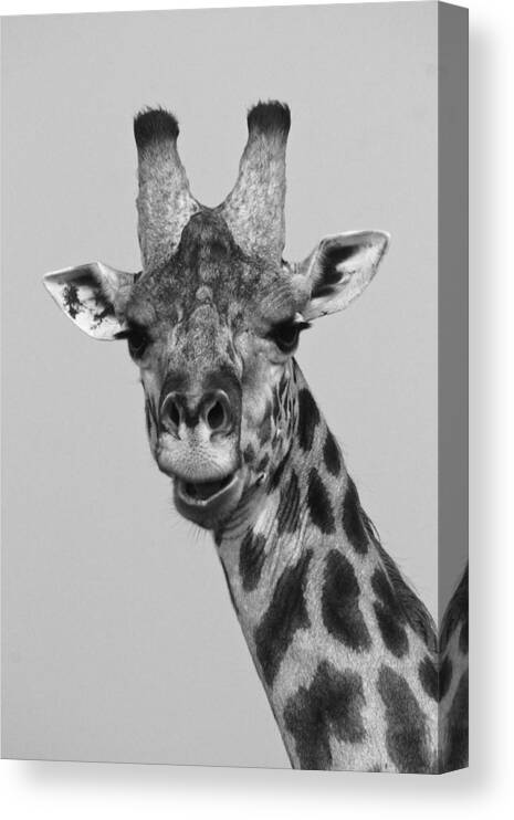 Africa Canvas Print featuring the photograph Laughing Giraffe #1 by Michele Burgess
