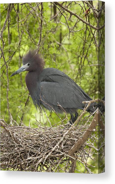 Feb0514 Canvas Print featuring the photograph Little Blue Heron On Nest Texas #1 by Tom Vezo