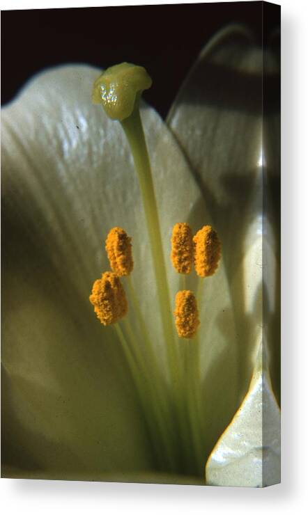Retro Images Archive Canvas Print featuring the photograph Madonna Lily by Retro Images Archive