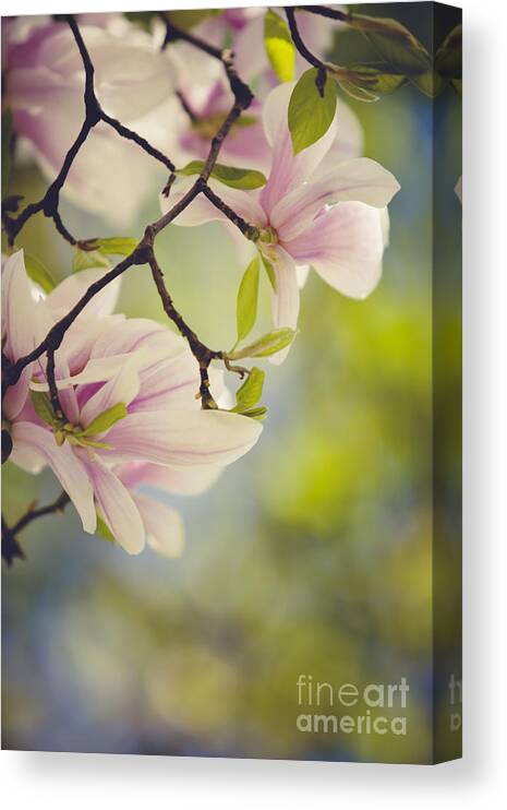 Magnolia Canvas Print featuring the photograph Magnolia Flowers by Nailia Schwarz