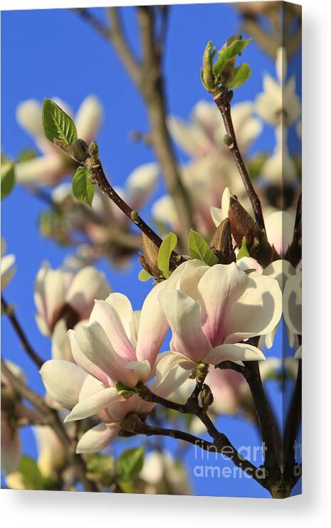 Magnolia Canvas Print featuring the photograph Magnolia Tree Blossom #3 by Dan Radi