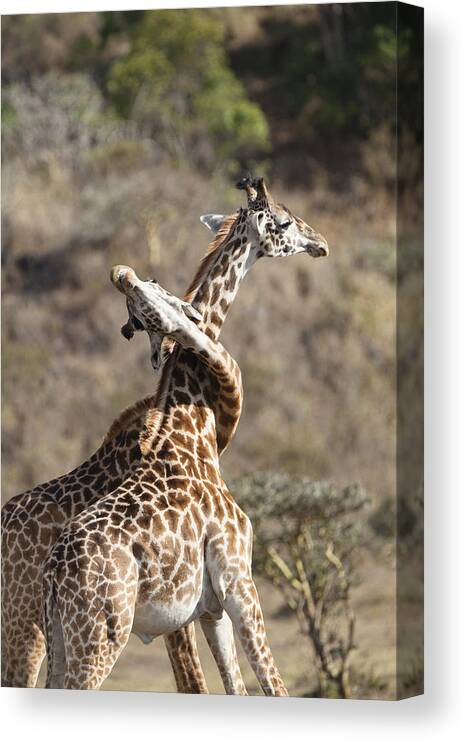 Feb0514 Canvas Print featuring the photograph Masai Giraffe Males Fighting Tanzania #1 by Konrad Wothe