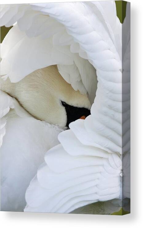 Cygnus Olor Canvas Print featuring the photograph Mute Swan by John Devries/science Photo Library
