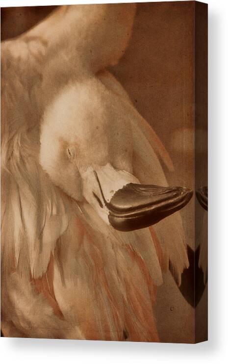 American Flamingo Canvas Print featuring the photograph Napping on Flamingo Feathers by Theo O'Connor