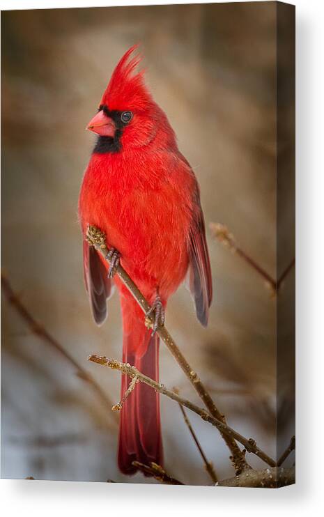 Cardinal Canvas Print featuring the photograph Northern Cardinal by Bill Wakeley