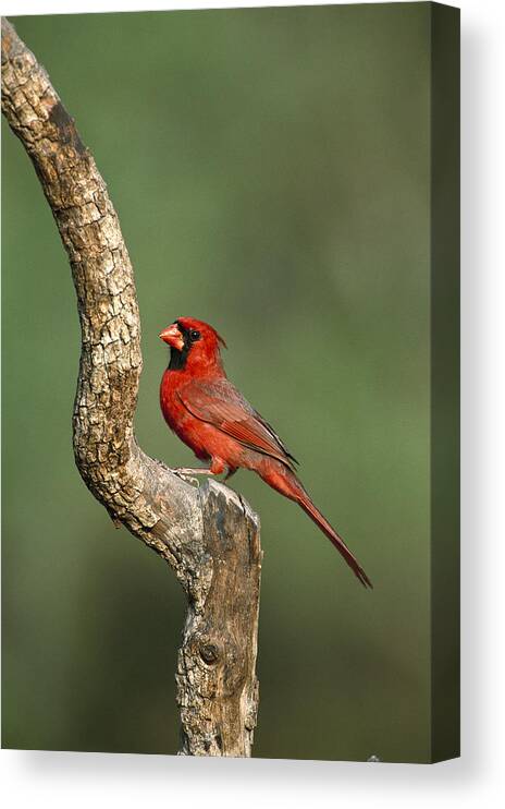 Feb0514 Canvas Print featuring the photograph Northern Cardinal Male Texas by Tom Vezo