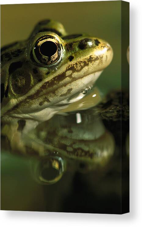 Feb0514 Canvas Print featuring the photograph Northern Leopard Frog #1 by Heidi & Hans-Juergen Koch