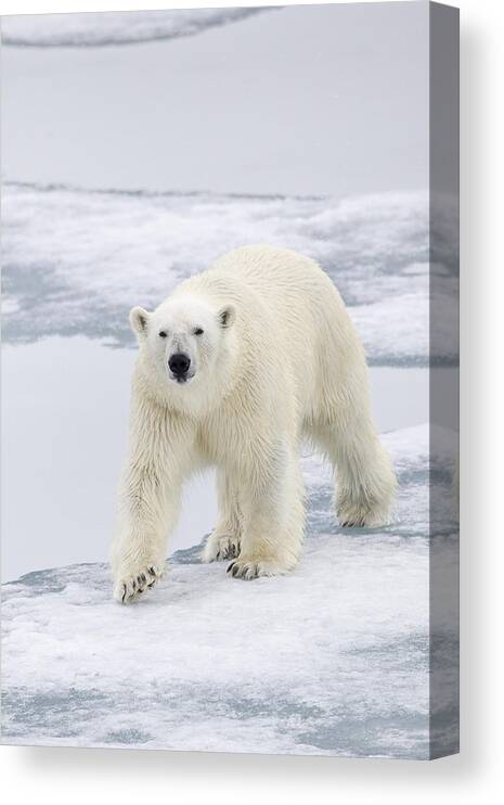 Flpa Canvas Print featuring the photograph Polar Bear On Sea Ice Spitzbergen #1 by Dickie Duckett