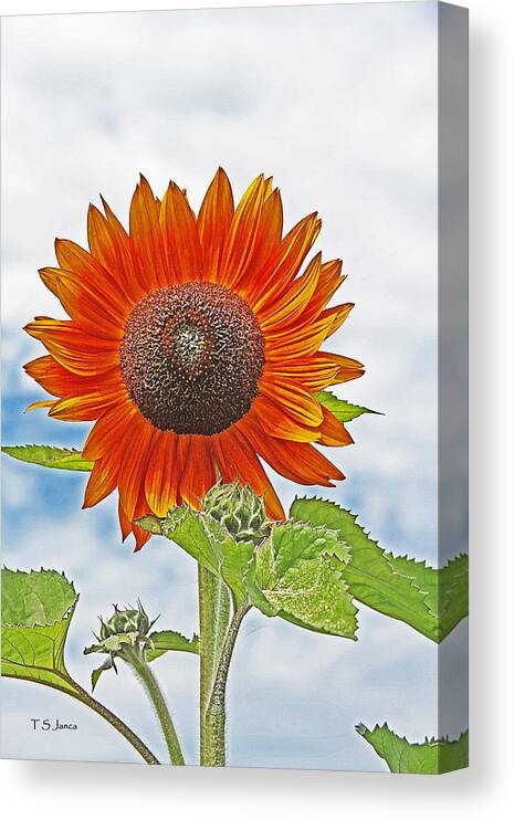 Red Face Sunflower At Olympia Canvas Print featuring the photograph Red Face Sunflower At Olympia #1 by Tom Janca