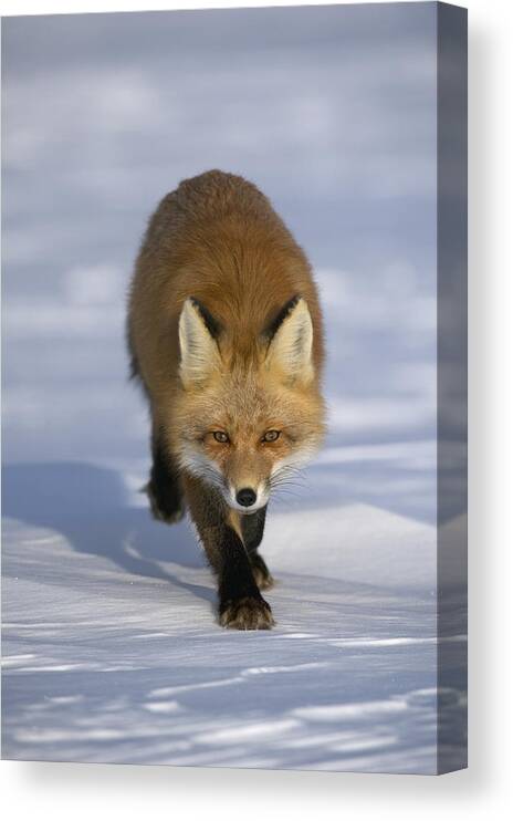 Feb0514 Canvas Print featuring the photograph Red Fox Walking In Snow Alaska #1 by Michael Quinton