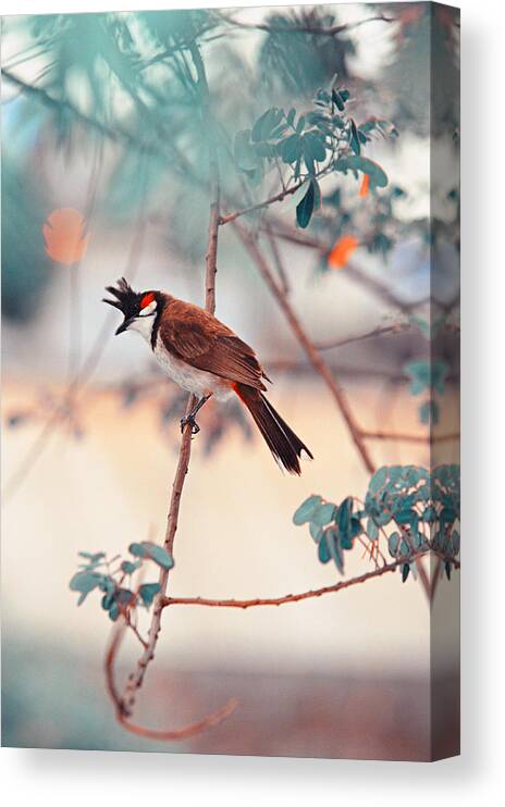 Nature Canvas Print featuring the photograph Red-Whiskered Bulbul. Nature in Alien Skin #1 by Jenny Rainbow