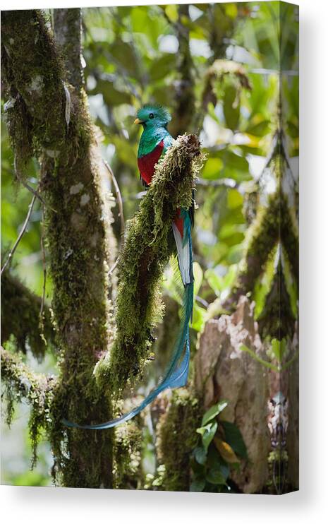 Feb0514 Canvas Print featuring the photograph Resplendent Quetzal Male Costa Rica by Konrad Wothe