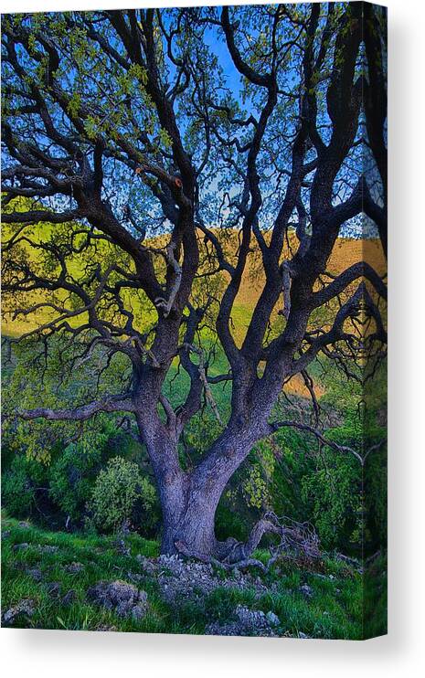 Tree Canvas Print featuring the photograph Layers of Color by Robin Mayoff