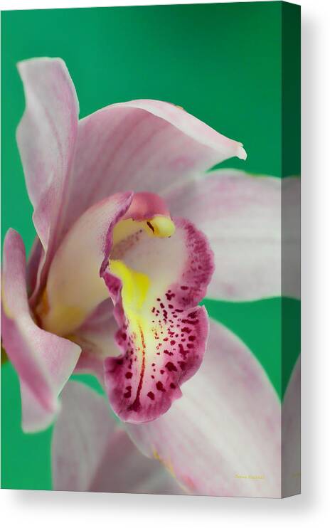 Orchid Canvas Print featuring the photograph Say AHHH #1 by Donna Blackhall