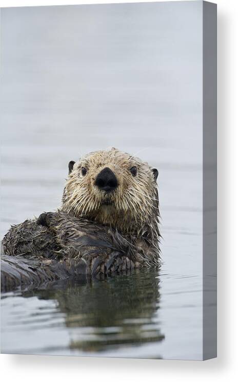 Michael Quinton Canvas Print featuring the photograph Sea Otter Alaska #1 by Michael Quinton