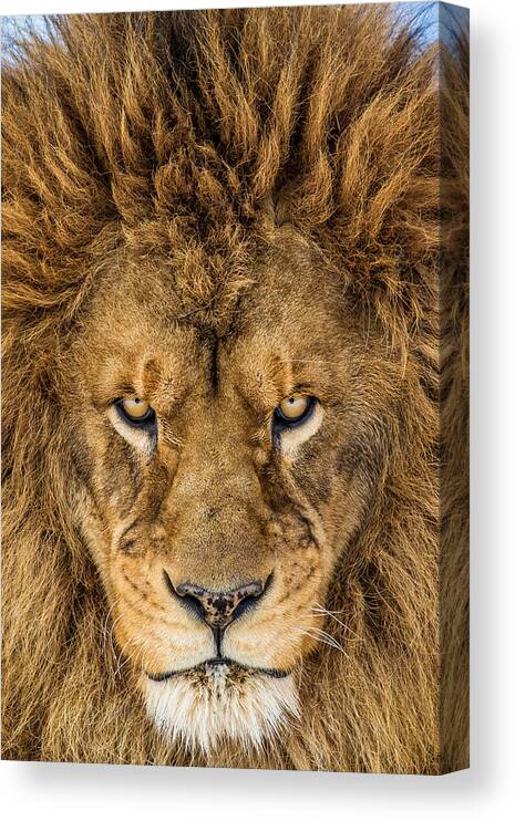 Lion Canvas Print featuring the photograph Serious Lion by Mike Centioli