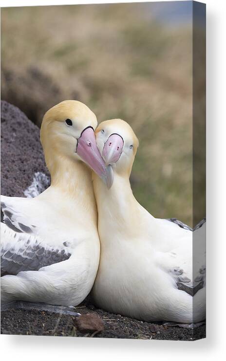 536860 Canvas Print featuring the photograph Short-tailed Albatross Torishima Isl by Tui De Roy