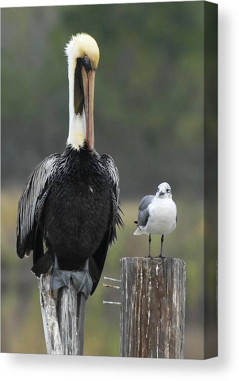 Pelican Canvas Print featuring the photograph Side by Side by Carol Erikson