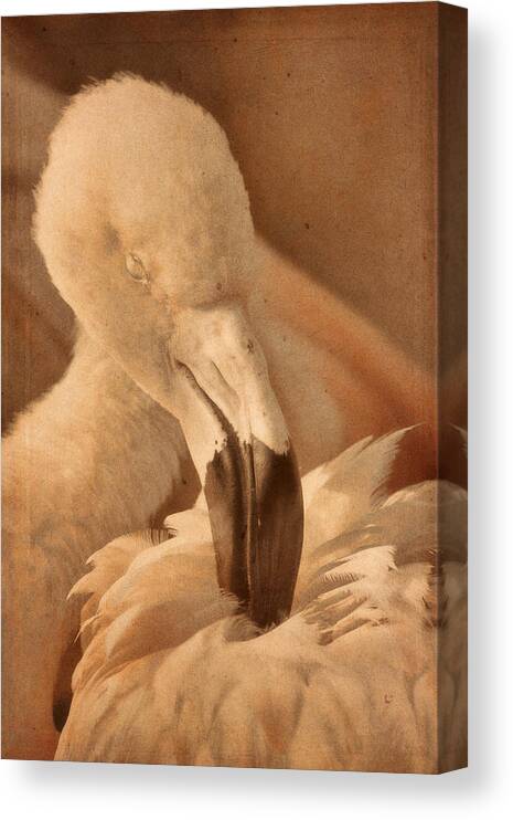 American Flamingo Canvas Print featuring the photograph Soaking Up Sunshine by Theo O'Connor