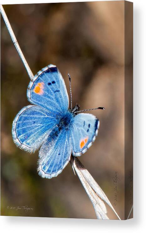 Insects Canvas Print featuring the photograph Sonoran Blue #1 by Jim Thompson