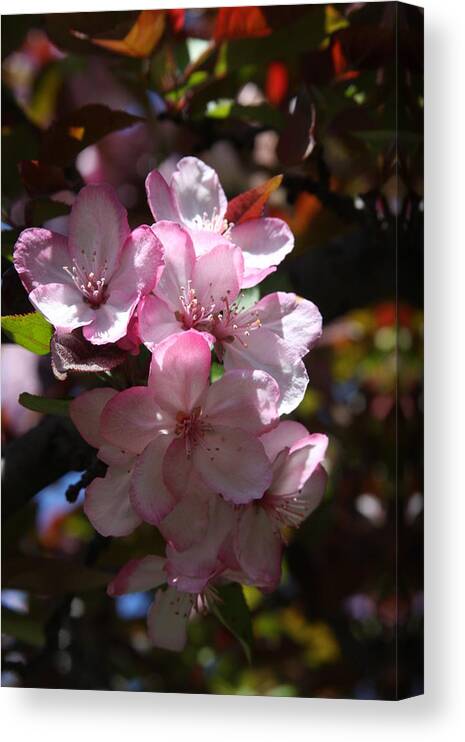 Vadim Canvas Print featuring the photograph Spring #1 by Vadim Levin