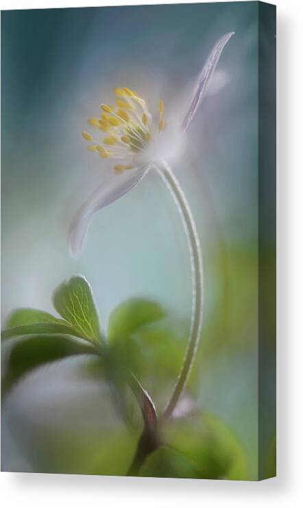 Macro Canvas Print featuring the photograph Springtime by Heidi Westum