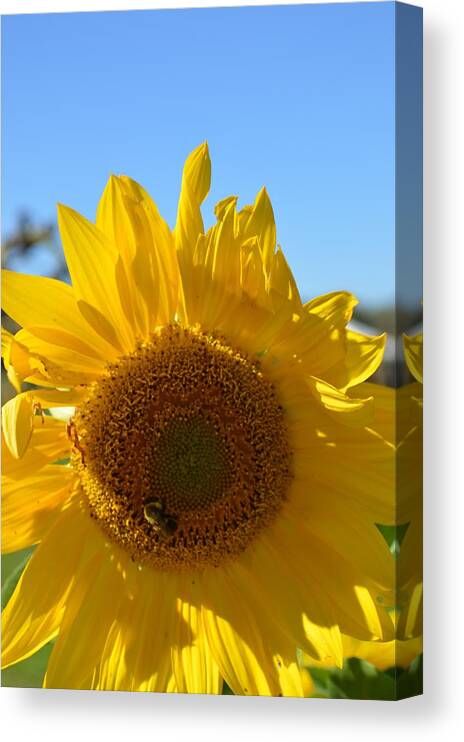 Chesterfield Canvas Print featuring the photograph Sunflower #1 by Curtis Krusie