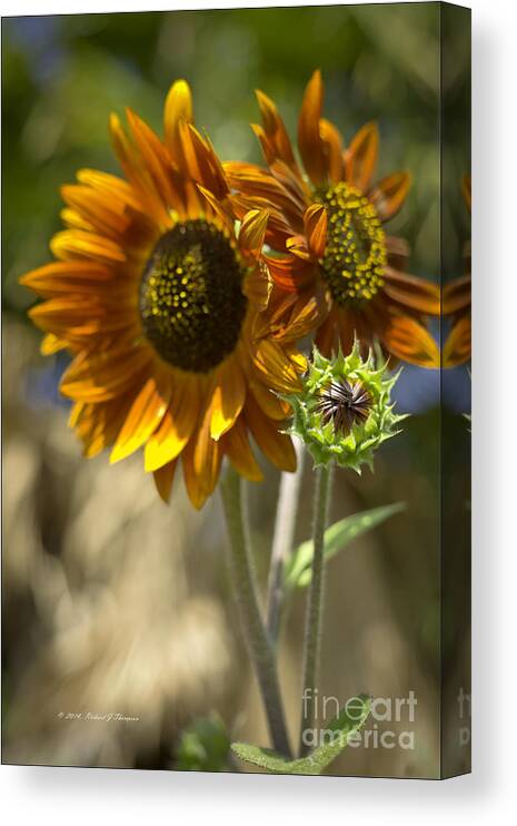 Sunflower Canvas Print featuring the photograph Sunflower vr. 'velvet queen ' #3 by Richard J Thompson 