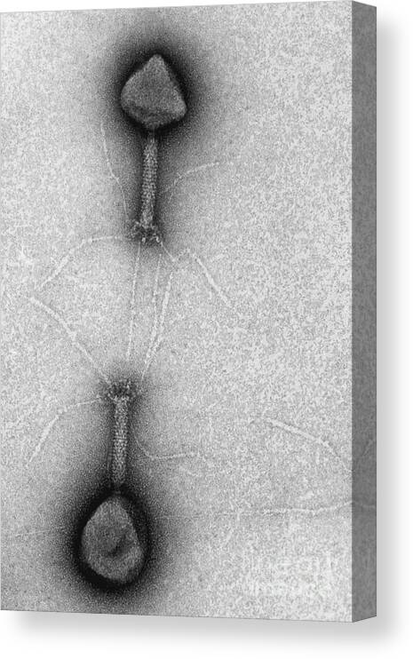 Science Canvas Print featuring the photograph T4 Bacteriophages, Tem #1 by Lee D. Simon