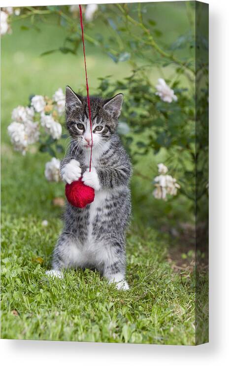 Feb0514 Canvas Print featuring the photograph Tabby Kitten Playing With Ball Of Wool #1 by Duncan Usher