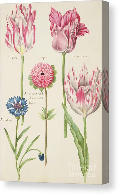 Still-life Canvas Print featuring the painting Three Broken Tulips, Cornflower and Anemone by Nicolas Robert