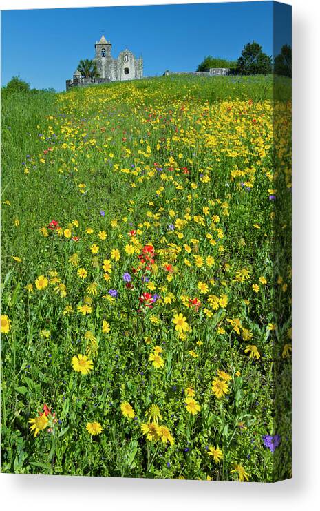 Color Canvas Print featuring the photograph Wildflowers At Presidio La Bahia #1 by Larry Ditto