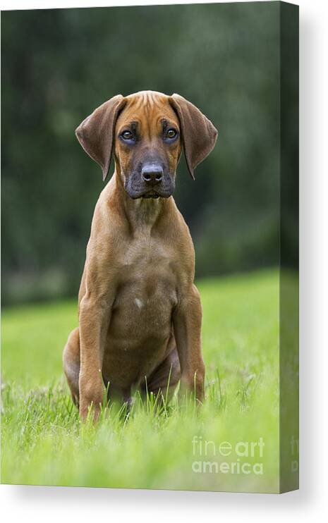 Rhodesian Ridgeback Canvas Print featuring the photograph 130918p305 by Arterra Picture Library