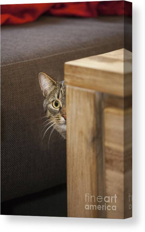 Shy Canvas Print featuring the photograph 140221p230 by Arterra Picture Library