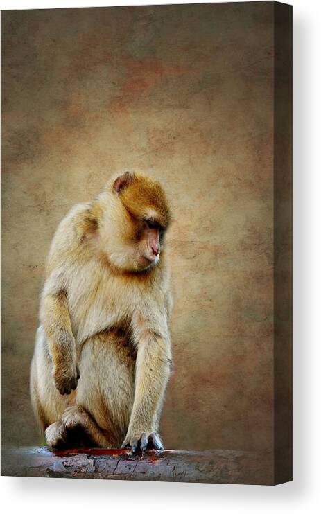 Monkey Canvas Print featuring the mixed media Monkey #16 by Heike Hultsch