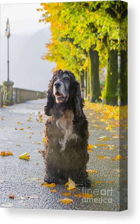 Dog Canvas Print featuring the photograph Dog #19 by Mats Silvan