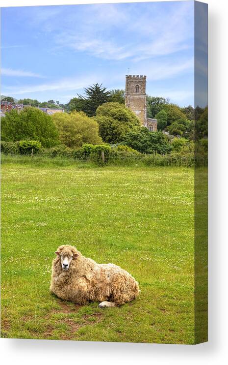Sheep Canvas Print featuring the photograph Abbotsbury #2 by Joana Kruse