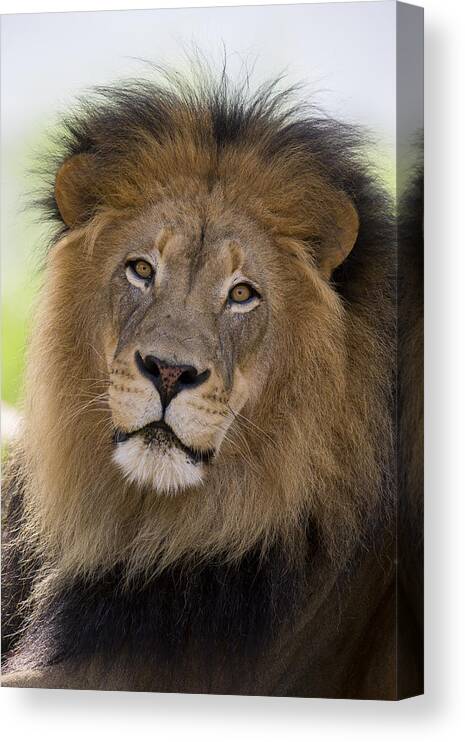 San Diego Zoo Canvas Print featuring the photograph African Lion Male by San Diego Zoo