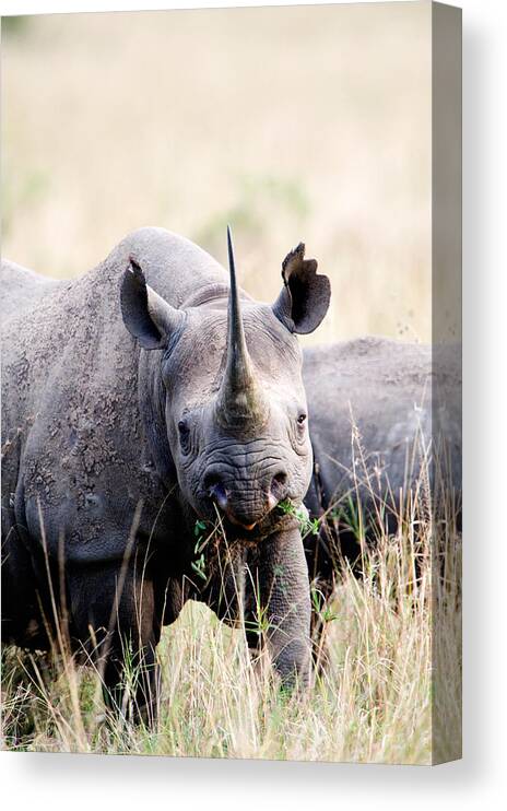 Photography Canvas Print featuring the photograph Black Rhinoceros Diceros Bicornis #2 by Panoramic Images