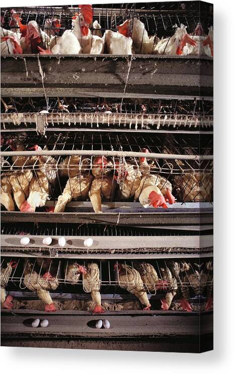 Factory Farming Canvas Print featuring the photograph Caged Chickens On A Battery Farm #2 by Peter Menzel/science Photo Library