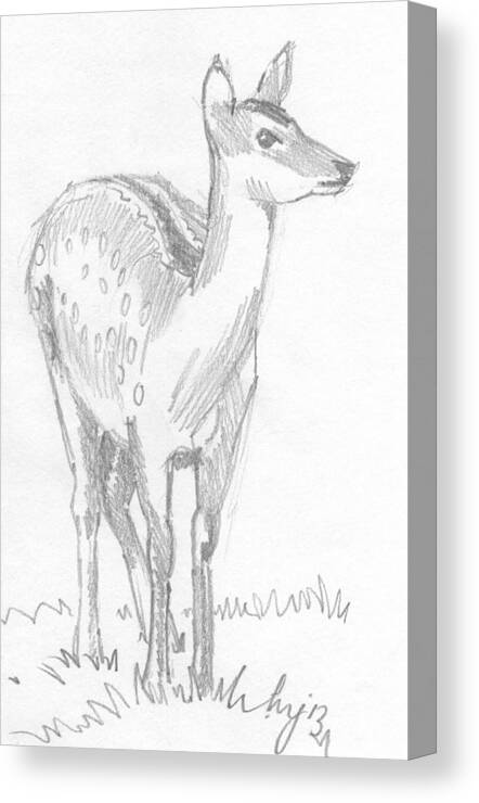 Deer Canvas Print featuring the drawing Deer Drawing #3 by Mike Jory