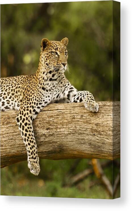 Africa Canvas Print featuring the photograph Dignity by Michele Burgess